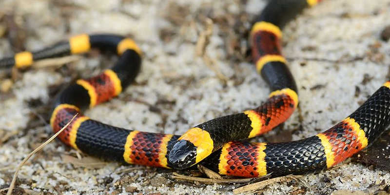 Red on Yellow Snake