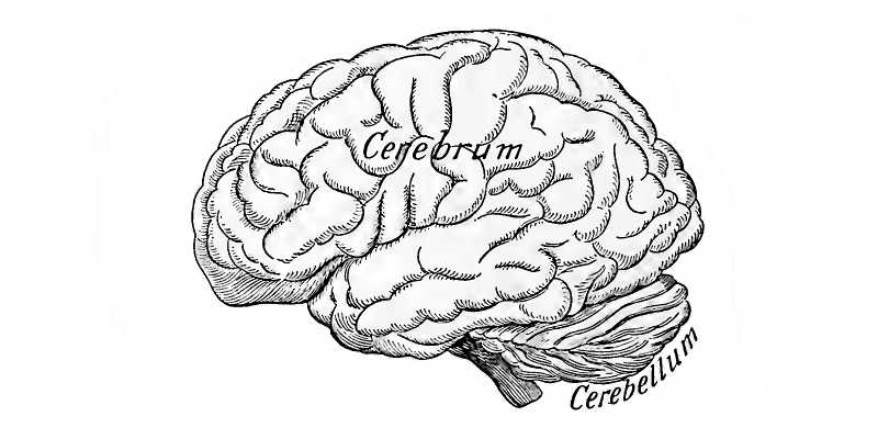 Cerebrum vs Cerebellum