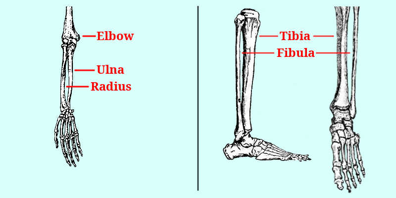 Radius vs Ulna and Tibia vs Fibula