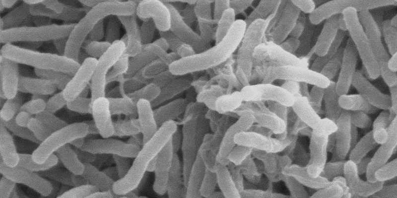 Cholera Bacteria