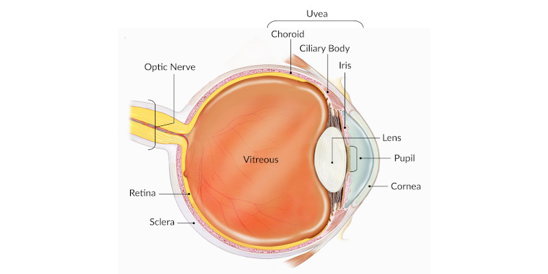 Eye Anatomy