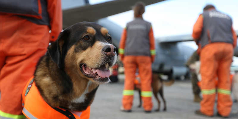 Search and Rescue Dog