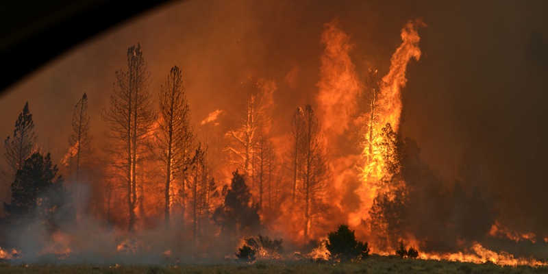 A Large Forest Fire